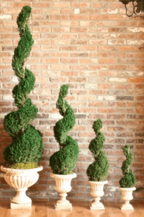 Preserved Classic Spiral Topiary 60 inches tall in Juniper Foliage